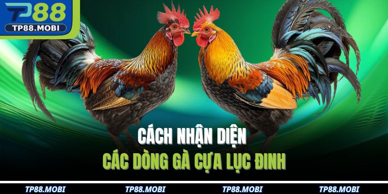 Cách nhận diện các dòng gà cựa lục đinh