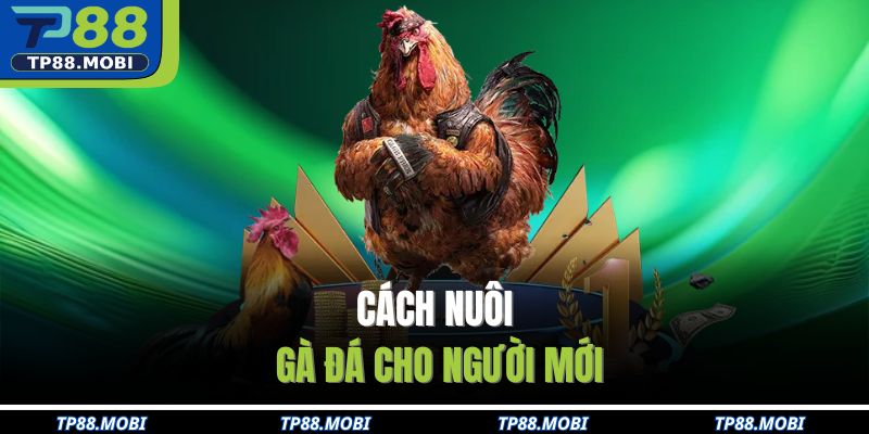 Cách nuôi gà đá cho người mới