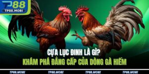 cựa lục đinh là gì