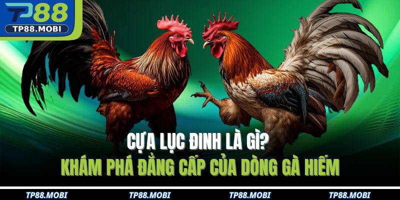 cựa lục đinh là gì