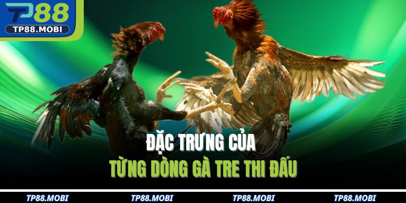 Đặc trưng của từng dòng gà tre thi đấu