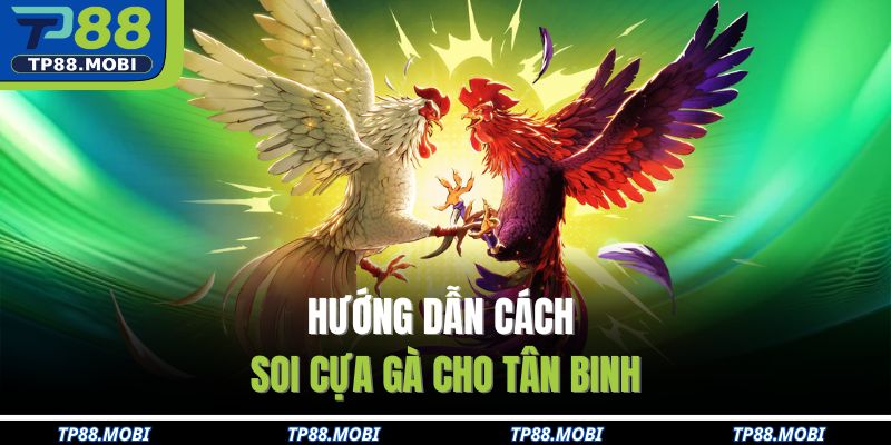 Hướng dẫn cách soi cựa gà cho tân binh