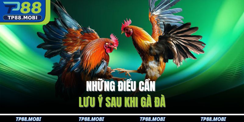Những điều cần lưu ý sau khi gà đá