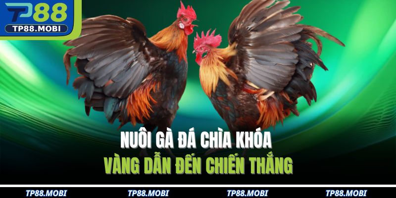 Nuôi gà đá chìa khóa vàng dẫn đến chiến thắng
