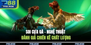 soi cựa gà