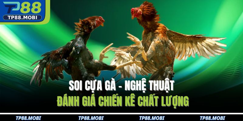 soi cựa gà